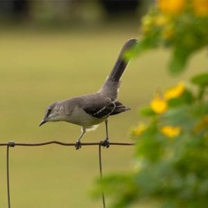 Mocking Bird