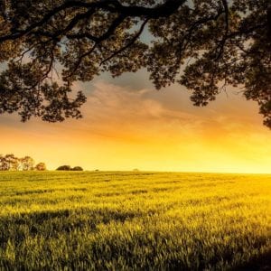 Field of grain